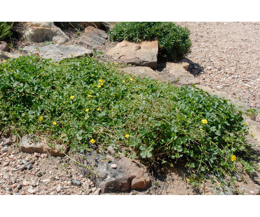 Creeping Cinquefoil